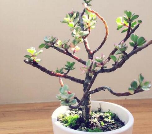 雅樂之舞花怎么養(yǎng)，4種養(yǎng)殖技巧保生長