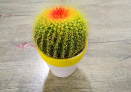 怎樣養(yǎng)仙人球容易開花，記住五個要點花開爆盆