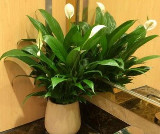 一帆風順怎么繁殖，一帆風順分株過程圖解