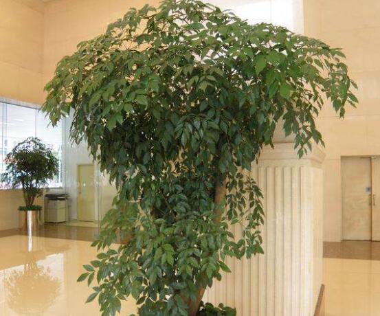 幸福樹(shù)病蟲(chóng)害，盤(pán)點(diǎn)最常見(jiàn)的四種病蟲(chóng)害防治大全