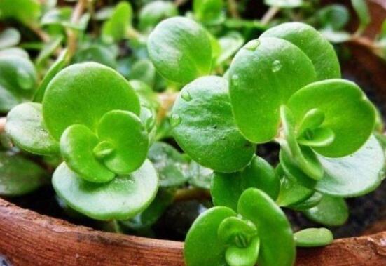 花卉小家碧玉怎么養(yǎng)，老農(nóng)總結(jié)八大基本方法