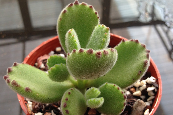 熊童子冬天怎么養(yǎng)，控溫控水/增光施肥