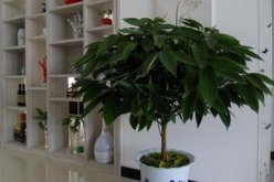 家里養(yǎng)榕樹有什么好處，家里養(yǎng)榕樹的四大好處