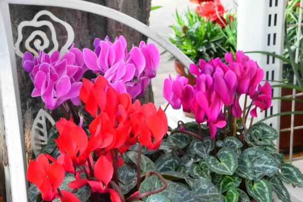 仙客來葉子發(fā)黃莖變軟，找出問題的原因并及時補(bǔ)救