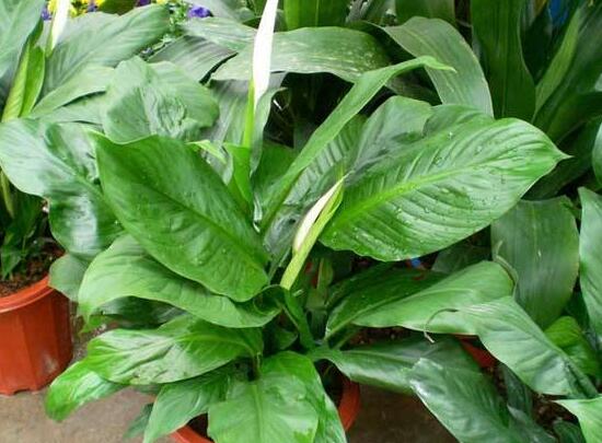 一帆風(fēng)順能澆淘米水嗎，做好這三點(diǎn)使盆土更加肥沃(能澆)