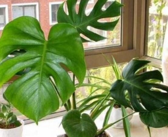 小龜背竹有毒嗎，毒性較輕/避免接觸汁液即可