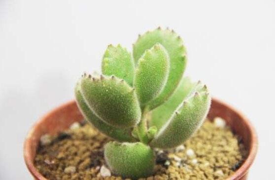 熊童子有毒嗎，無毒/驅(qū)除蚊蟲、美化環(huán)境