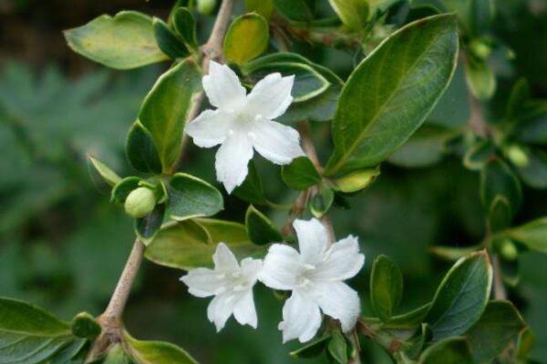 金邊六月雪花語(yǔ)