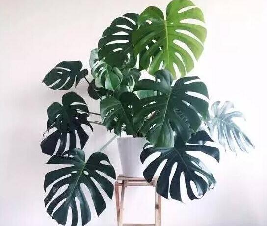 龜背竹多久澆一次水，不同的季節(jié)澆水的時(shí)間也不同