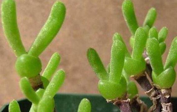 碧光環(huán)多肉怎么種，播種時間要選對