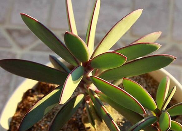 燕子掌的花語(yǔ)，吉祥如意和尊重敬畏