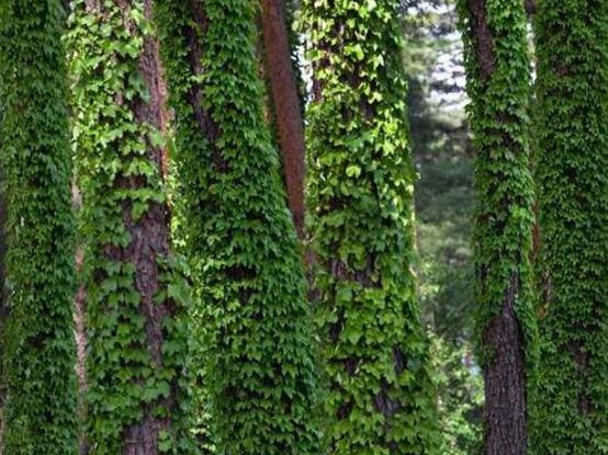 常春藤的養(yǎng)殖方法和注意事項(xiàng)，老農(nóng)總結(jié)八大基本方法