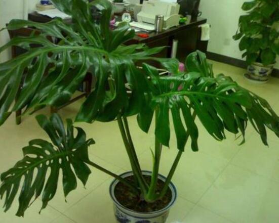 龜背竹用高盆還是矮盆，建議以高盆養(yǎng)殖最佳(紫砂盆)