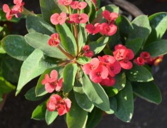 大葉虎刺梅怎么養(yǎng)，保證足量光照/溫暖濕潤環(huán)境