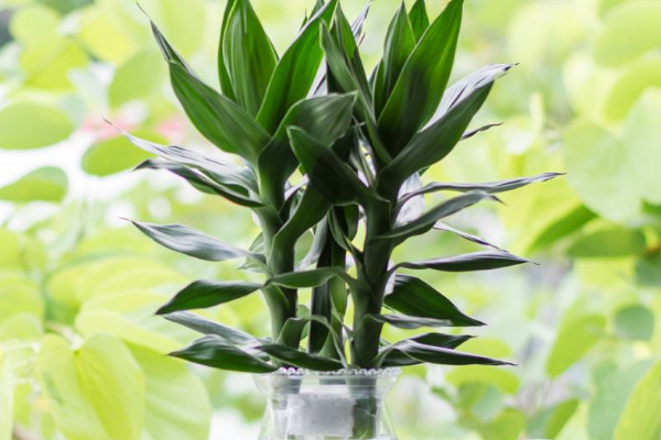 富貴竹斷了還能活嗎，精心養(yǎng)護(hù)有九成幾率存活