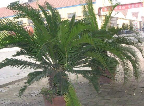 鐵樹能放臥室嗎，盡量不要放（與你爭(zhēng)奪氧氣、呼吸受阻）