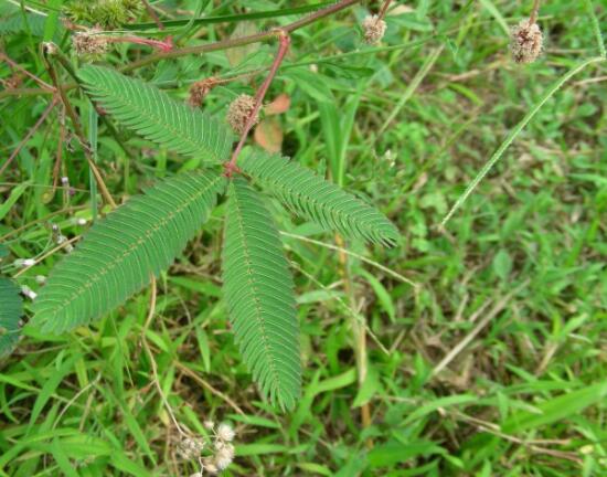 含羞草晚上會閉合嗎，會/屬于一種自然生長澎壓現(xiàn)象