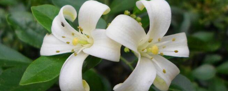 九里香為何不宜養(yǎng)在室內(nèi)