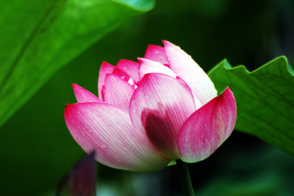 水培荷花的養(yǎng)殖方法和注意事項