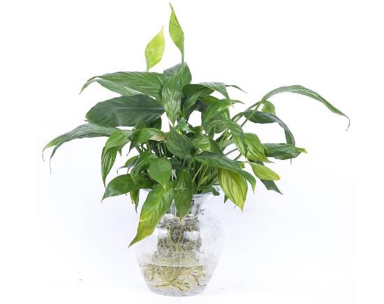 一帆風順可以水培嗎，一帆風順水培養(yǎng)殖方法