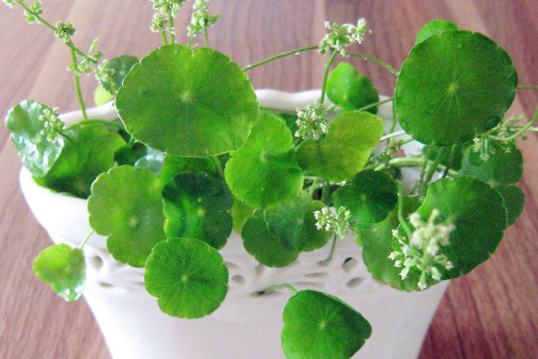 銅錢草葉子邊緣干枯，及時補充水肥養(yǎng)分