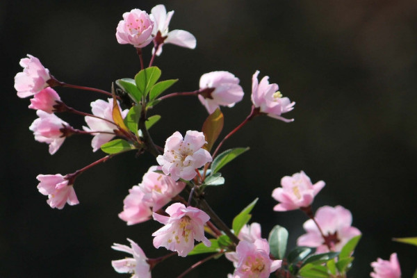 櫻花什么時(shí)候凋謝