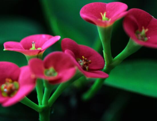 虎刺梅黃葉怎么辦，多半是施肥和修剪不當引起的