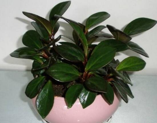 橡皮樹對人身體有害嗎，橡皮樹的作用和功效