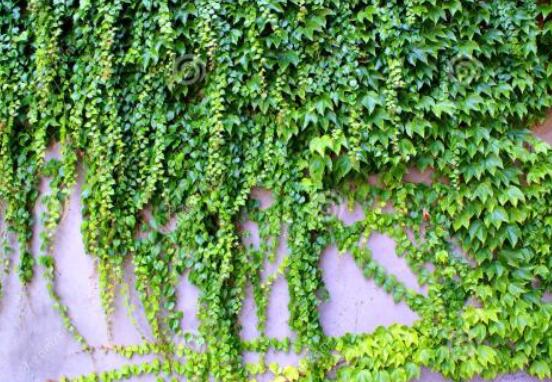 常春藤干枯了還會活嗎，干枯后存活四種解決辦法