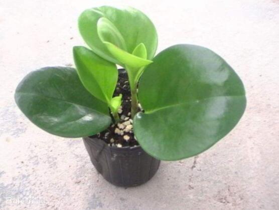 紫邊碧玉的作用以及花語(yǔ)，凈化空氣、活血止痛、跌打損傷