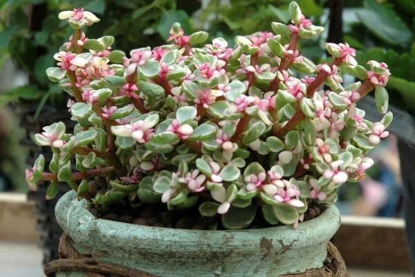 如何種雅樂(lè)之舞，三步即可完成雅樂(lè)之舞的種植