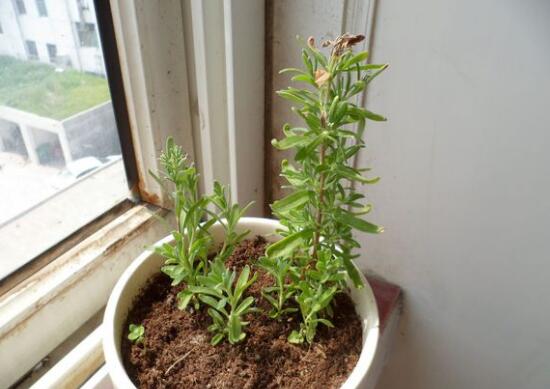 薰衣草葉子干枯怎么辦，教你正確的補(bǔ)救方法