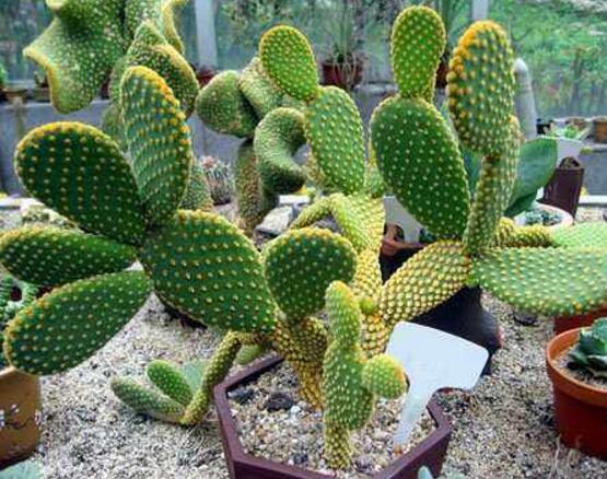 仙人掌喜歡陽光嗎，長日曬生長更健康