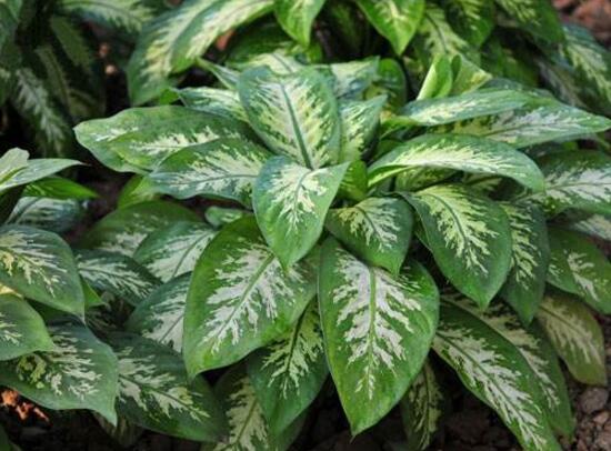 萬(wàn)年青有哪些品種，萬(wàn)年青的品種圖片大全