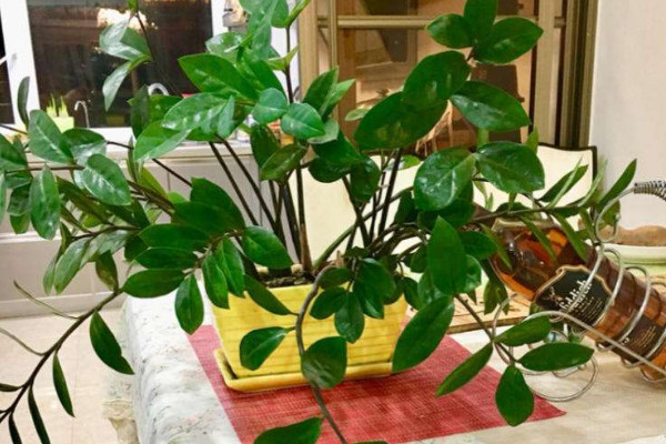 金錢(qián)樹(shù)爛莖救治辦法