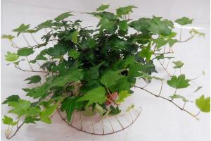 常春藤爛根怎么辦，常春藤爛根的原因及處理方法