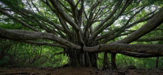 盤點榕樹的特點，千年長壽樹王