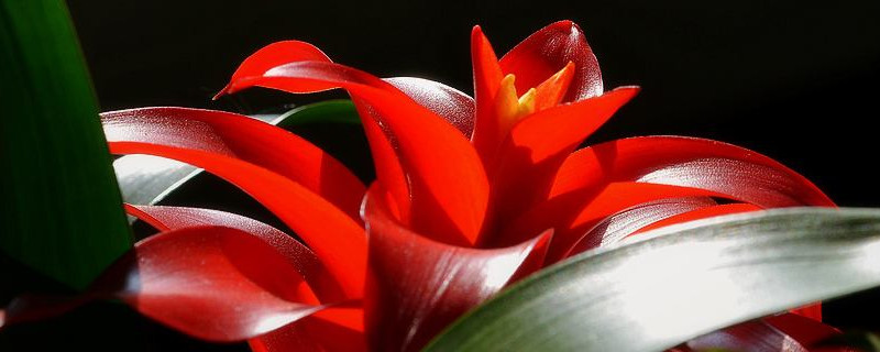 鴻運當(dāng)頭和鳳梨的區(qū)別