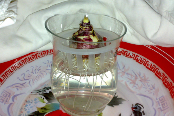 水培風(fēng)信子多久換一次水，生長期可一周換水一次