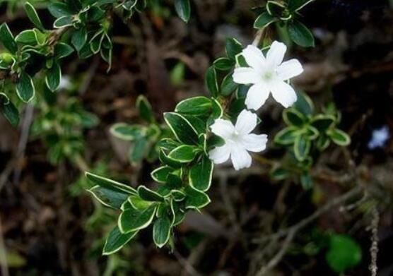 六月雪功效與作用，是一個(gè)不折不扣治療百病藥王