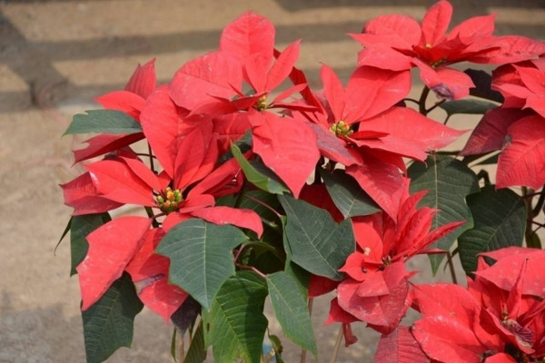 一品紅冬天怎么養(yǎng)，保證環(huán)境溫度不低于10℃