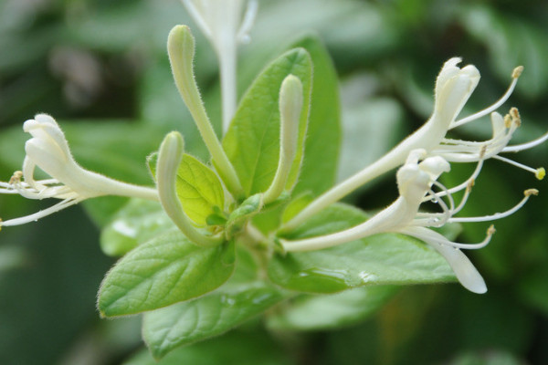 金銀花會結(jié)果嗎