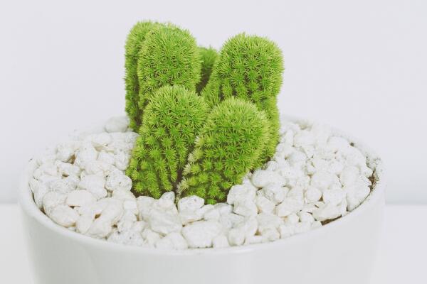 仙人掌竟有這么多藥用價(jià)值，你全都了解嗎