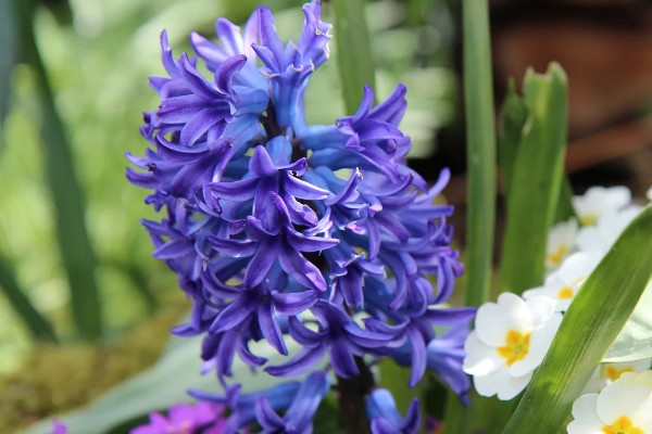 風(fēng)信子春天開花嗎