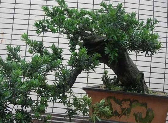 羅漢松盆景施肥，做好以有機液肥、稀薄的餅肥水為主