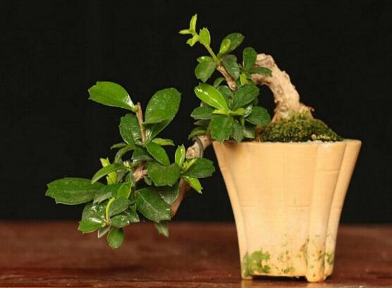 六月雪盆栽的寓意，寓意著守望愛(ài)情、不可缺的配角