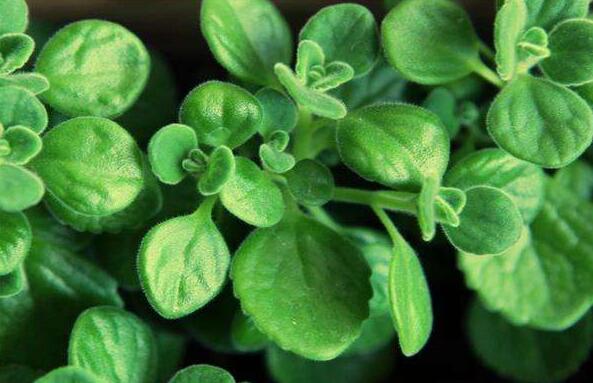 碰碰香花有毒嗎，不光沒毒并且還有很大的作用