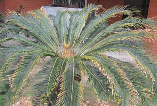 鐵樹有哪些病蟲害，鐵樹病蟲害防治