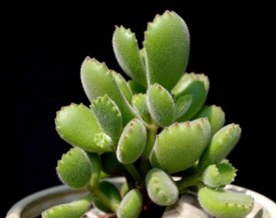 熊童子長黑斑了怎么辦，教你兩種最常見解決辦法(蟲害與病害)