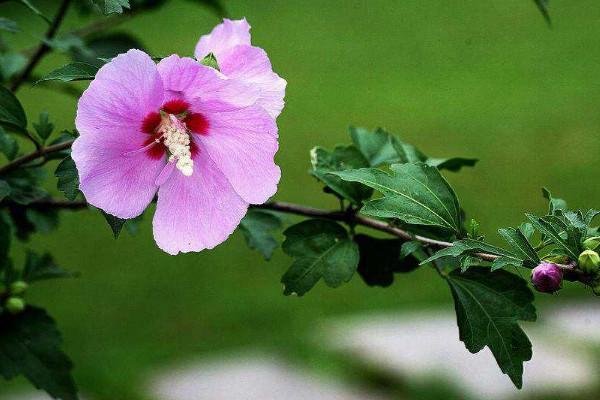 木槿花花語是什么意思